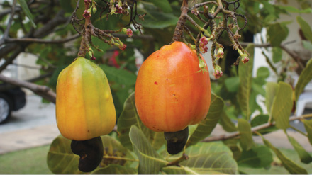 Cashew-Apple-Kajupulan%5b1%5d.jpg