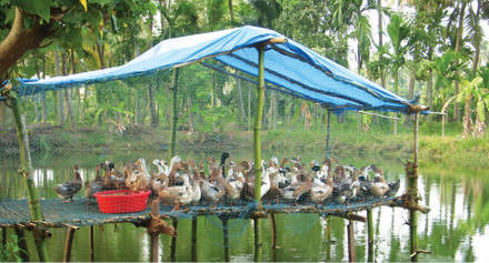 Desilngner_shelter_for_ducks_-_integrated_farming_system.JPG